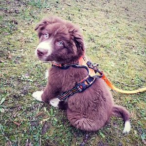 Chester in der Hundeschule :D