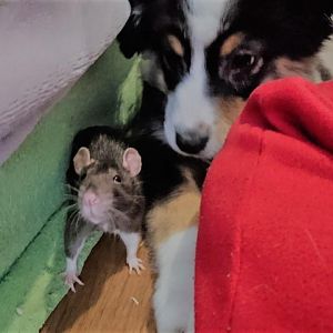 Auch mit anderen Tieren muss mal geübt werden.
Und wer hier sagt, Ratten hätten vor alles angst, aber dieser Gyde hier, ihr ist alles scheiß egal. Ha