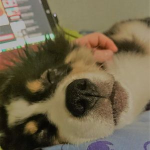 Youtube schauen ist das eine, aber dieser Fellnase kann man einfach nicht widerstehen. 

*nase anstupsen will*