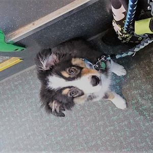 Bus fahren kann er mittlerweile hervorragend. am liebsten sitzt er aber neben mir aufn platz und schaut außen Fenster.