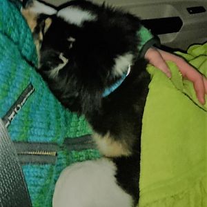 So gut er Bus fahren kann, so wenig mag er es Auto zu fahren. Konnte ihn nach ner gefühlten Ewigkeit beruhigen und er ist bei mir eingeschlafen.