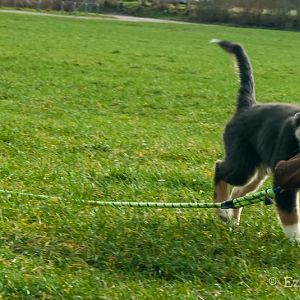 1 von 5 Fotoshooting versuche von mir selbst <3
und Futterbeutel Apportieren.