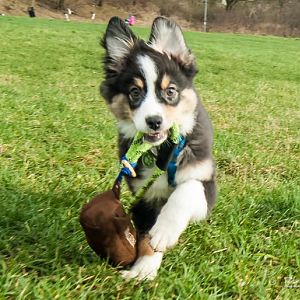 2 von 5 Fotoshooting versuche von mir selbst <3
und Futterbeutel Apportieren.