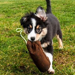 3 von 5 Fotoshooting versuche von mir selbst <3
und Futterbeutel Apportieren.