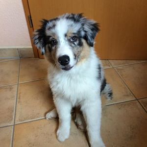 Dexter mit 10 Wochen