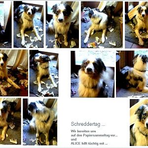 Alice Zwischenablage051https://www.aussie.de/forum/album.php?albumid=1288&attachmentid=83235