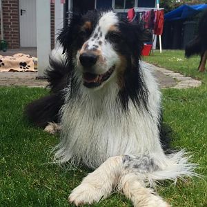 Typische Haltung der Vorderläufe