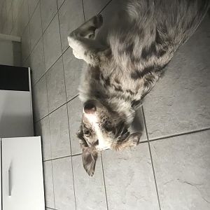 A5B723ED FC33 414D 8F0A 15BB5B7DF753