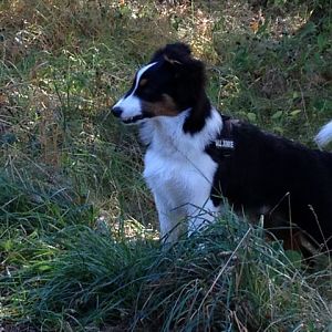 Sam am Zähne zeigen