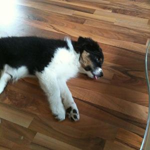 Maja 3.7.