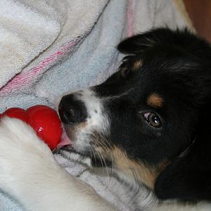 Maja genießt gefr.Hüttenkäse im Kong Juli2012