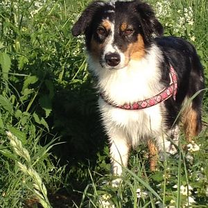 Frieda