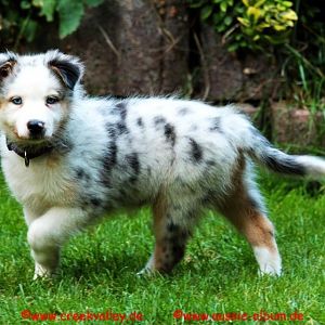 Ja, ich bewache hier alles.