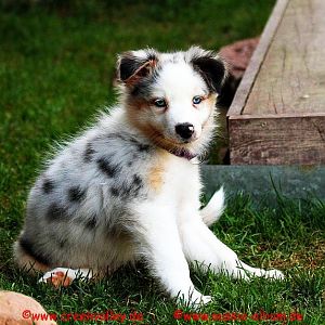 Puh, bewachen ist anstrengend, da muss ich mich erst mal hinsetzten