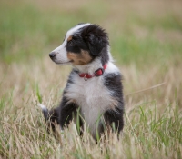 aika-von-der-kibitzhoehe-11w-h-w - Australian Shepherd Welpe Black Tri