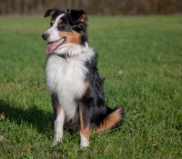 Aika von der Kibitzhöhehe - Black Tri