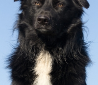 arieh - Aussie Black Bi