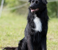 arieh- - Australian Shepherd Black Bi