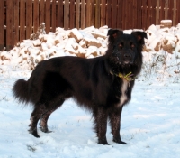 avataras-sanctuary-in-black - Australian Shepherd Black Bi