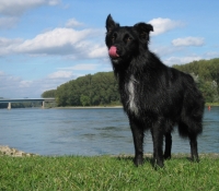 Avataras Sanctuary In Black - Australian Shepherd Black Bi
