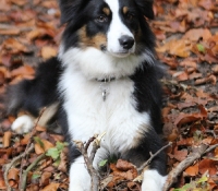 black-birds-nayeli-canada
