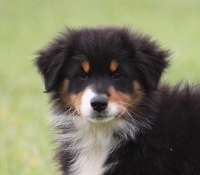 Grateful-Mini-Ranch Jody