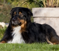 Blaze Jewels Cowboys ´n Kisses - Aussie Black Tri