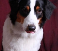 Blue Mountains Heart of Love - Black Tri