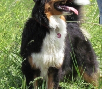 Blue Mountain´s Irresistible Charming