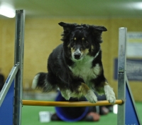 Blue Tattoo Abayomi - Aussie Black Tri