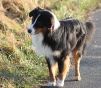 Bluevelvet Uncut Diamond - Aussie Black Tri