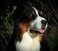 Bluevelvet-uncut Diamond-Riley - Black Tri