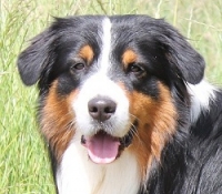 Bluevelvet-uncut Diamond-Riley - Australian Shepherd Black Tri