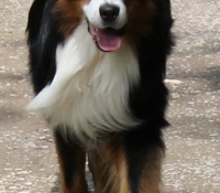 Bluevelvet-uncut Diamond-Riley - Australian Shepherd Black Tri