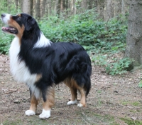 Bluevelvet-uncut Diamond-Riley - Australian Shepherd Black Tri