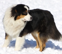 colored-angels-blackberry - Black Tri