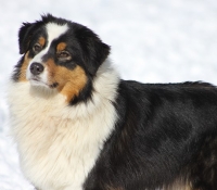 colored-angels-blackberry-h-14m-ww - Black Tri