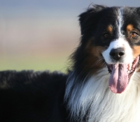 Coloured Windy Hill´s Djuke