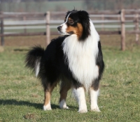 Coloured Windy Hill´s Djuke