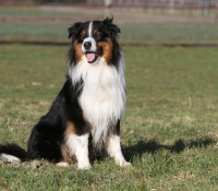 Coloured Windy Hill´s Djuke