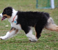 HEARTHSIDE JUST KIDDING