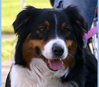 Hoeke - Aussie Black Tri