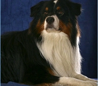 Hoeke - Aussie Black Tri