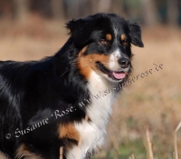 Hoeke - Australian Shepherd Black Tri