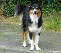 Ivy Garden Chatanooga Choo Choo - Australian Shepherd Black Tri