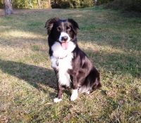 lady-luna-from-the-moonlight - Australian Shepherd Black Tri