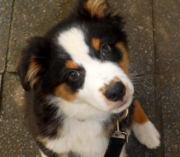 Lakeland - Aussie Black Tri