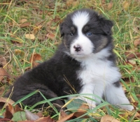 Luke & Tarcin - Aussie Welpe Black Tri