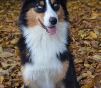 magicstars-dream-come-true-tessa - Australian Shepherd Black Tri