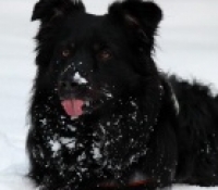 Martins-Magic-Moments Malu - Aussie Black Bi